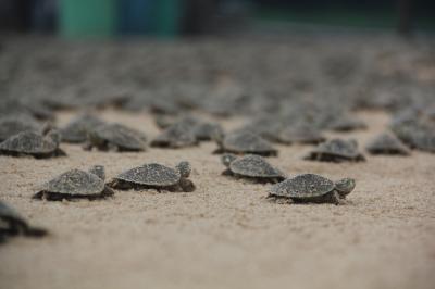 Mass Turtle Hatching