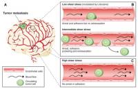 Tumor Metastasis and Blood Flow