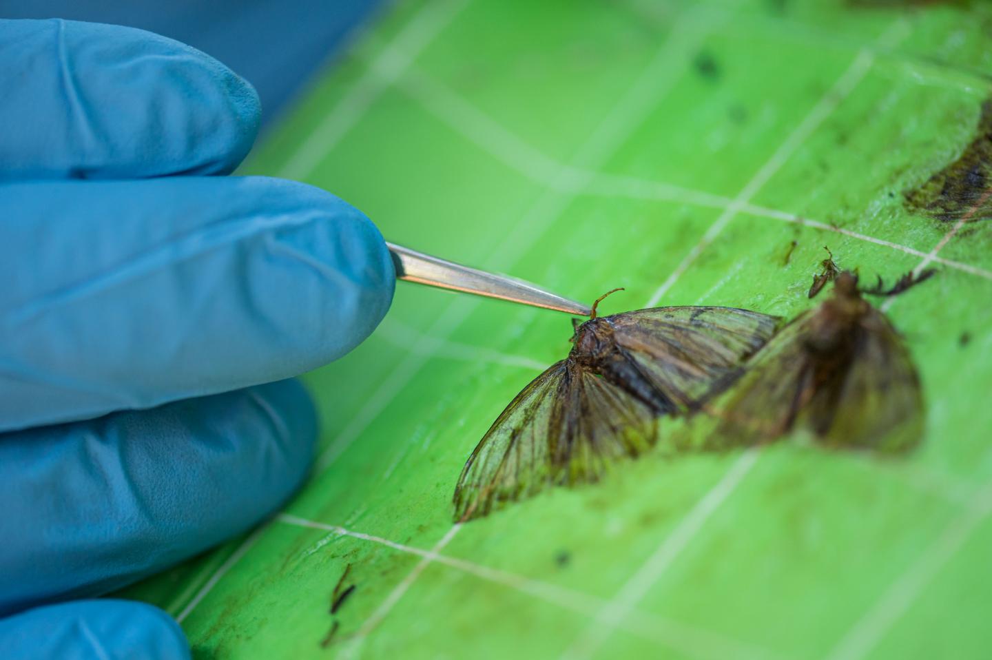 Rapid DNA Test Can Determine whether These Gypsy Moth Samples Are from An Invasive Species