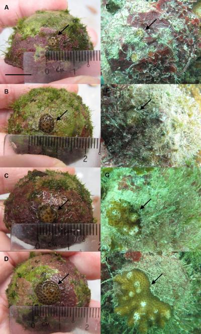 Growth of Pocillopora Damicornis Juveniles