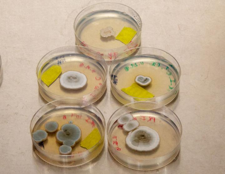 Fungal Growth In Petri Dishes [IMAGE] EurekAlert! Science News Releases