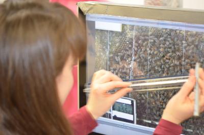 Dr. Margaret Couvillon, University of Sussex