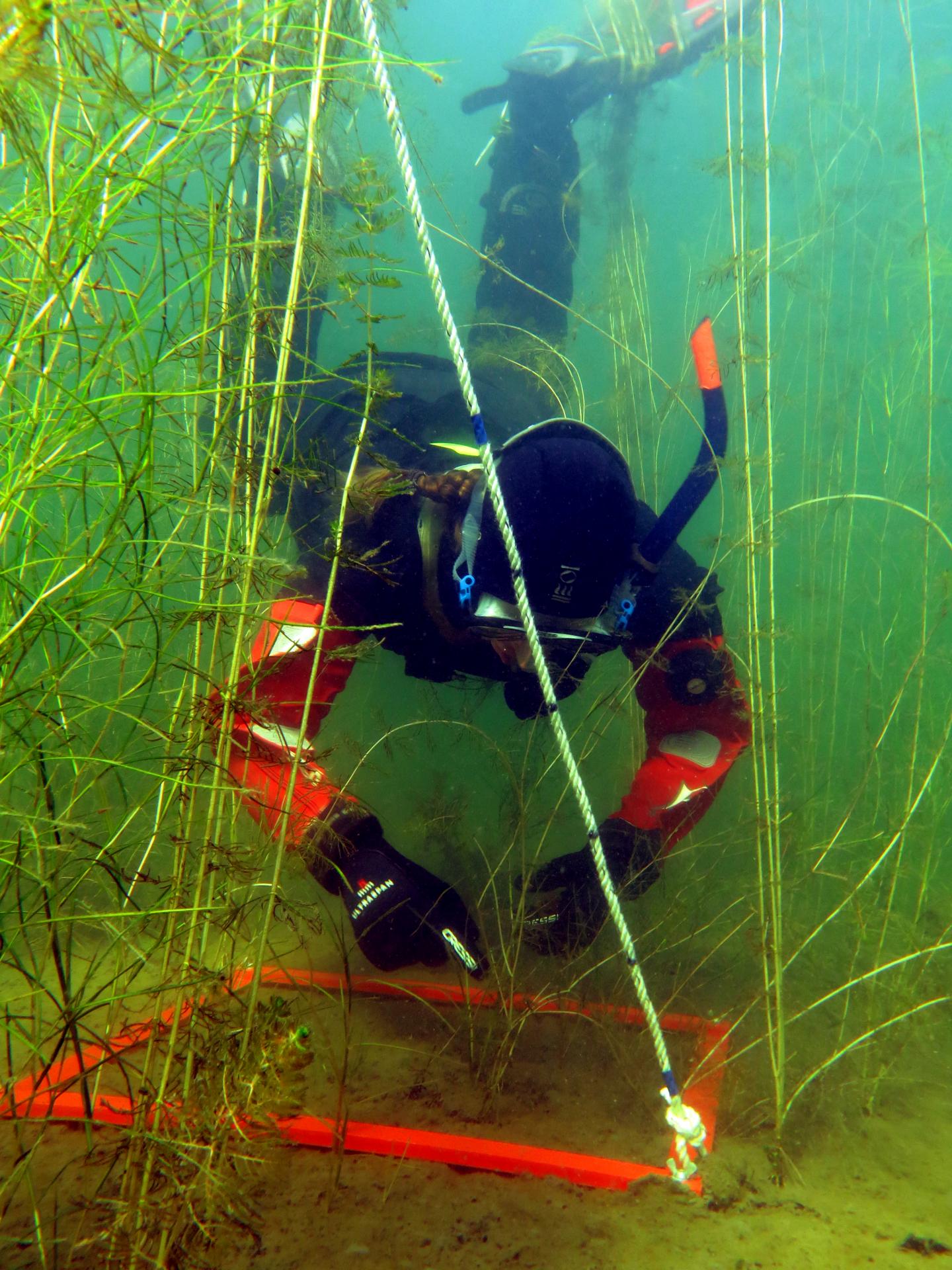 A Survey of Underwater Vegetation