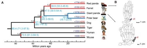 Comparative Genomics Reveals Genetic Mechanisms Underlying Phenotype Convergence between Giant and R