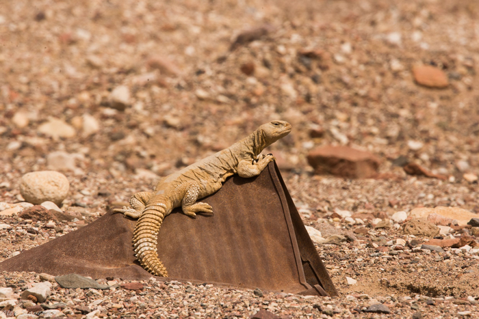 Uromastyx aegyptius; Egyptian mastigure: Vulnerable