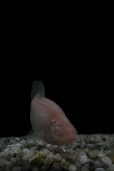 Mexican Cavefish