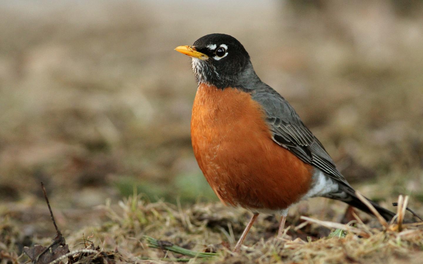 American Robin