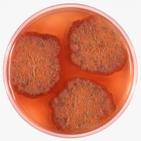 Petri Dish with <i>Eurotium rubrum</i> Fungus