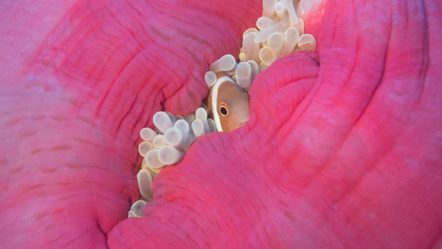 A Clownfish