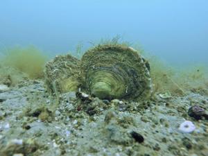 European flat oysters