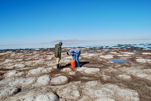 Great Salt Lake microbialites