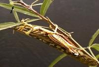 <i>Schistocerca americana</i> Grasshopper
