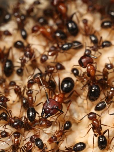 <i>Camponotus floridanus</i> Colony