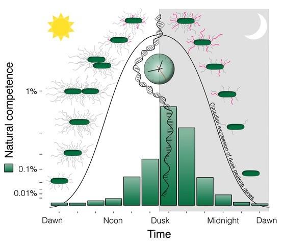Bio Clock - Environment Alignment