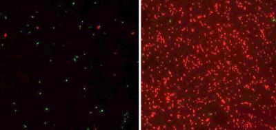 Effect of Bound AMPs from Fish Gills on <i>E. coli.</i>