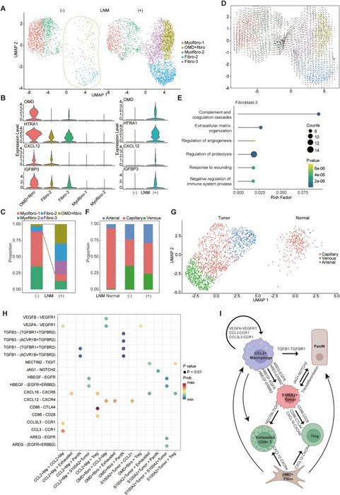 Characterizing the mesenchymal cell compartment in the tumor microenvironment of pancreatic ductal adenocarcinoma (PDAC).