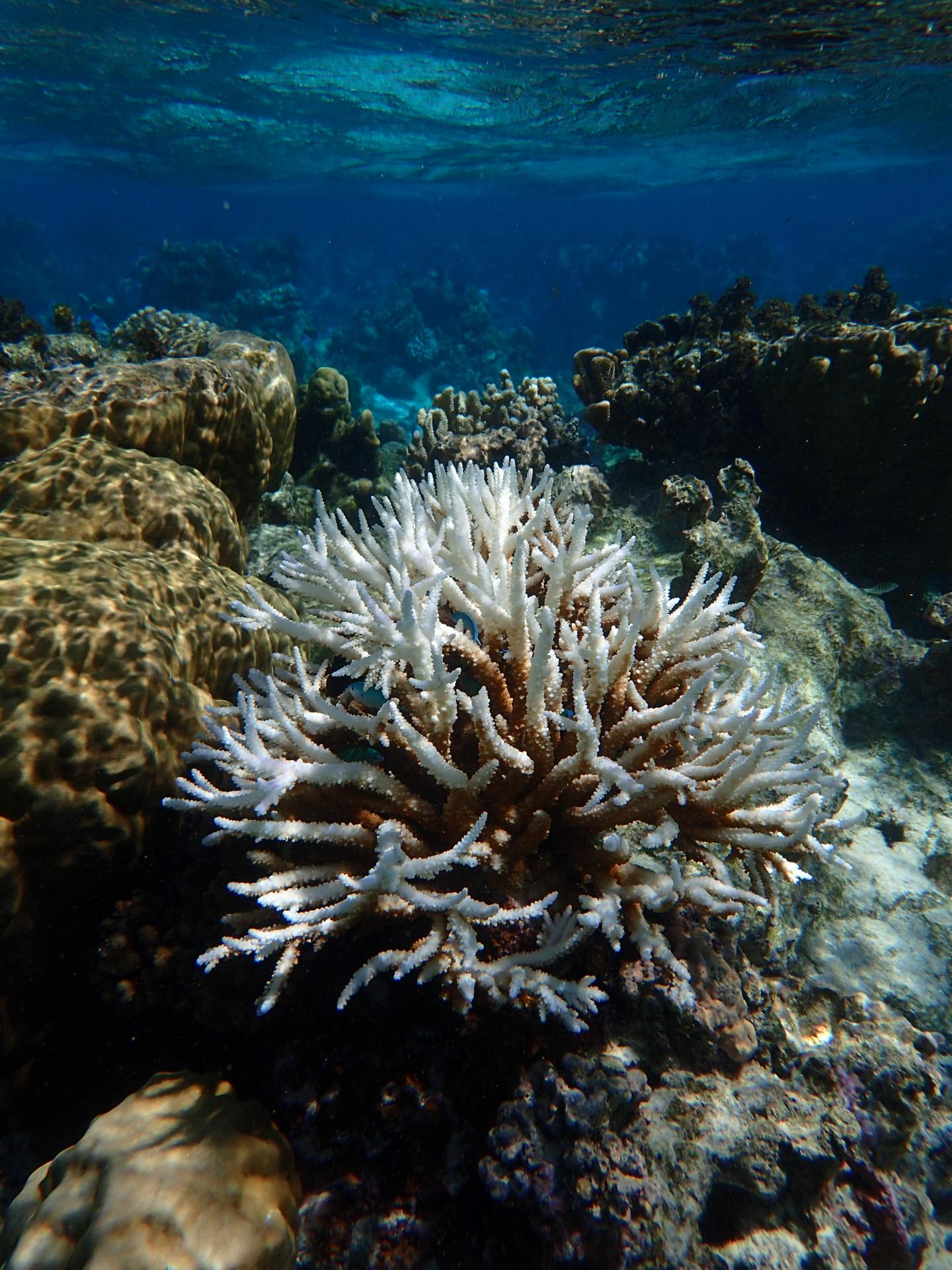 Bleached Coral in the Lagoon of Moorea, French Polynesia