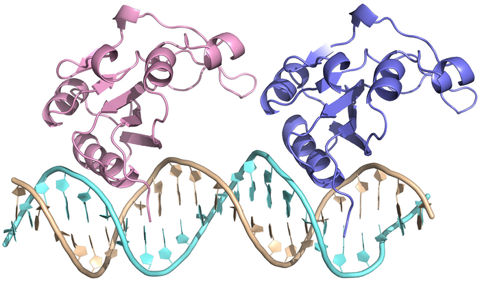 Estructura molecular del iniciador de la replicación RepB unido al ADN