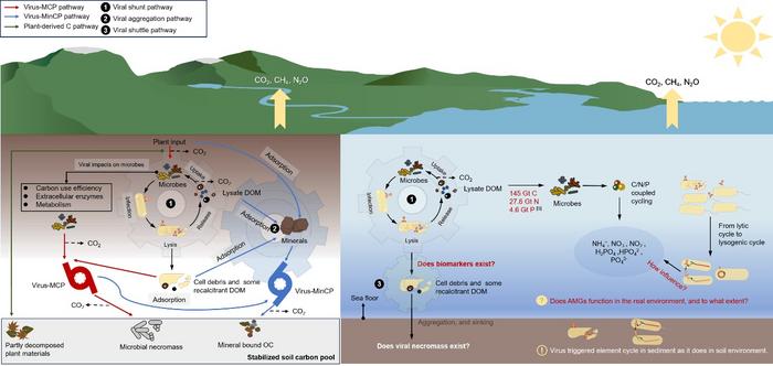 Viral impact on elemental biogeochemical cycles