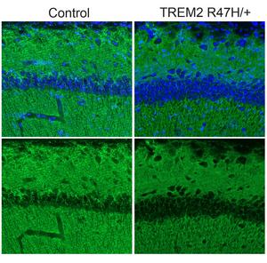 Reduced synapses