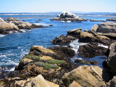 Rocky Inter-tidal Environment