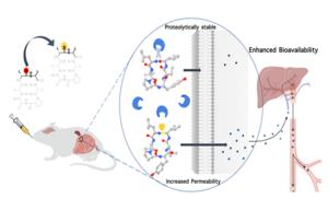 Macrocyclic peptide PR Nishant Raj