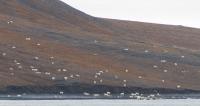 Wrangel Island Bowhead Whale