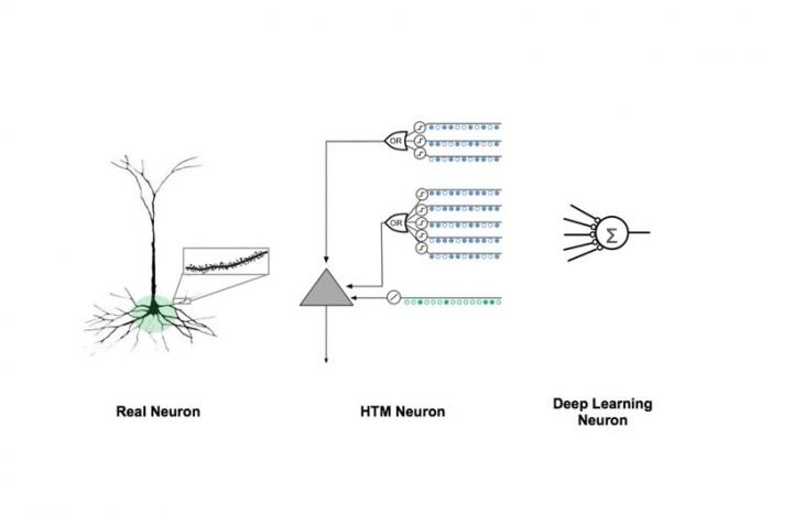 Comparison of Biological and Artificial Neuron Models
