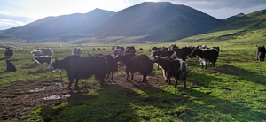 Yaks in Qinghai-Tibetan Plateau