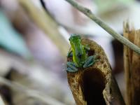 Nonmonogamous Strawberry Poison Frog (<i>Oophaga pumilio</i>)
