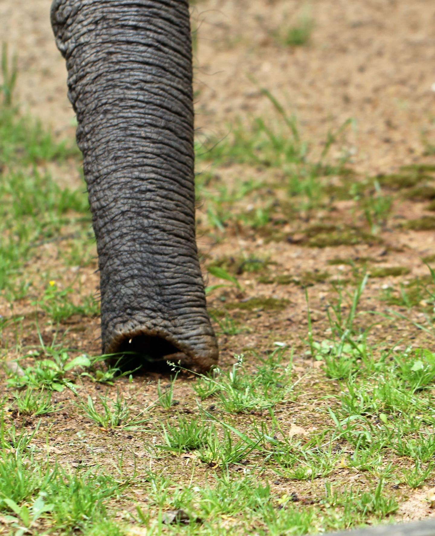 Elephant Trunk Smelling and Uprooting Grass
