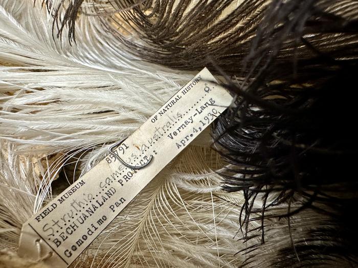 Ostrich feathers