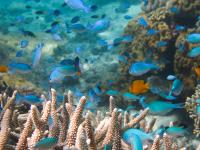 Damselfishes & Coral 2