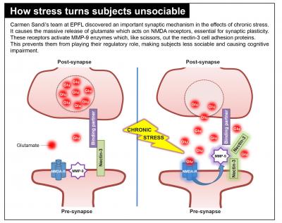 How Stress Turns Subject Unsociable
