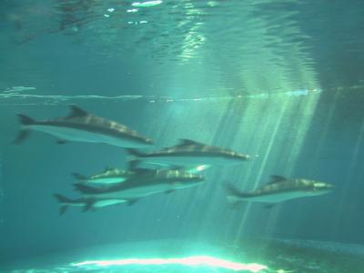 Adult Cobia Swimming