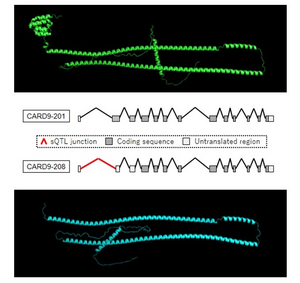 Alternatively spliced isoforms