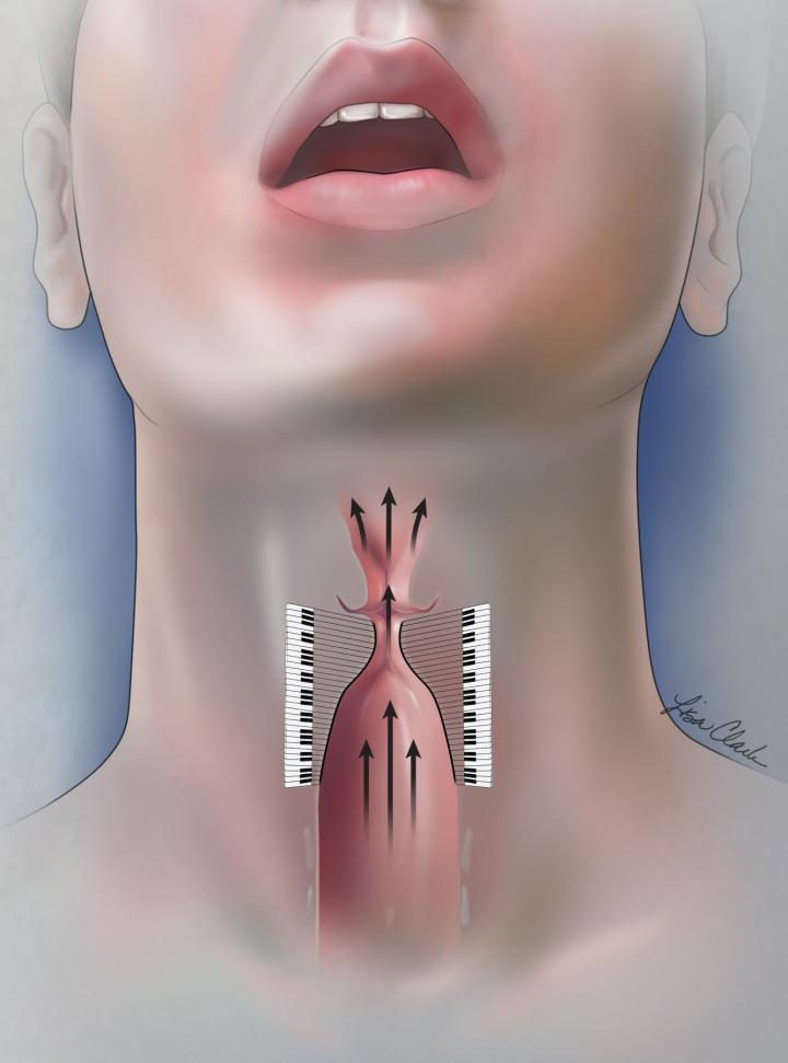 Pitch Range produced by Vocal Cords