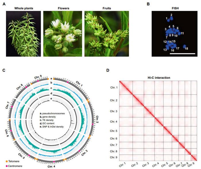 Genomic characteristics of Penthorum chinense Pursh (PC) are shown.