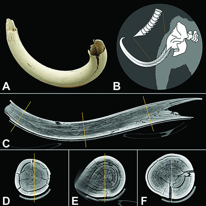 CT Scanner Captures Entire Woolly Mammoth Tusk