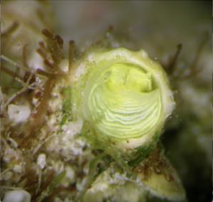 "Lime" snail Cayo galbinus