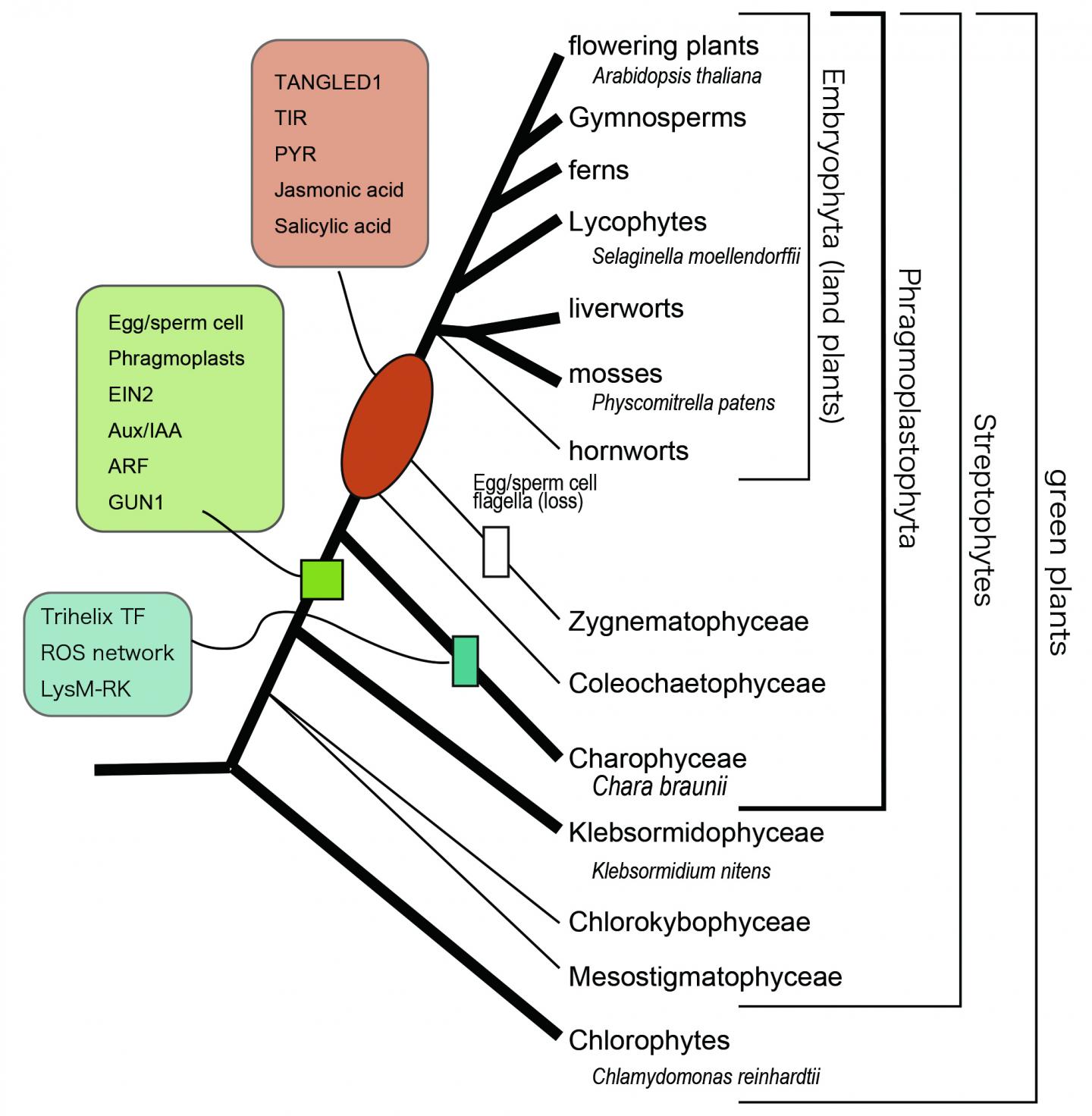 Figure 2. A Phylogenetic Tree Showing the Evolutionary Relationship of Charophyceae, Land Plants