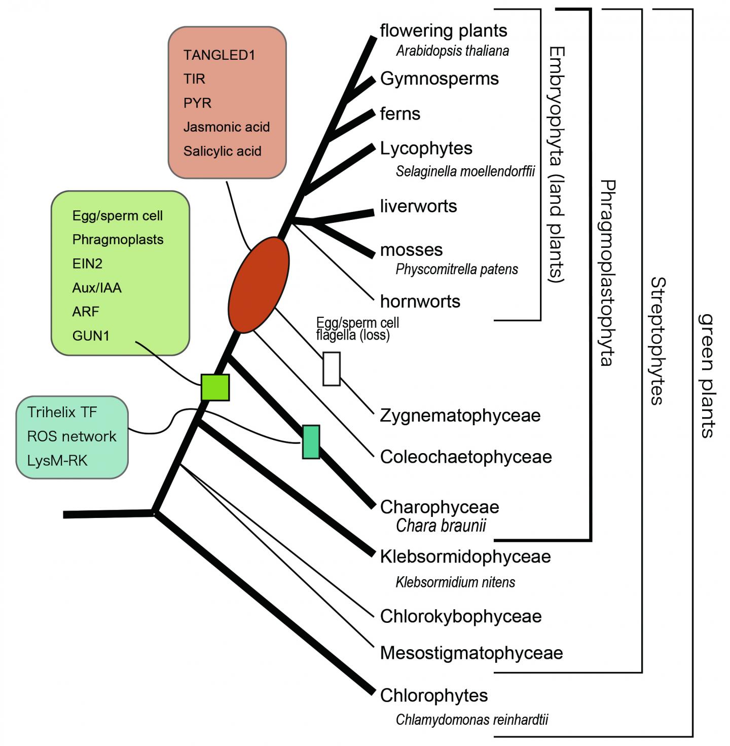 plant phylogenetic tree