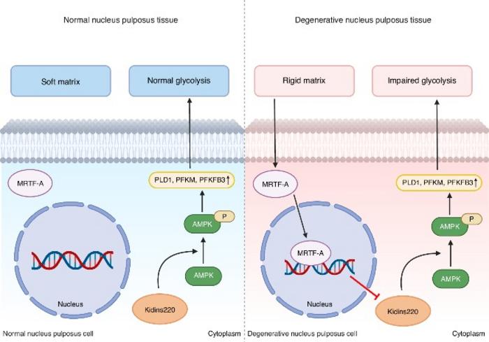 Schematic diagram depicting the mechanism of the rigid matrix regulating cell glycolysis in degenerated NPCs.