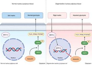 Schematic diagram depicting the mechanism of the rigid matrix regulating cell glycolysis in degenerated NPCs.