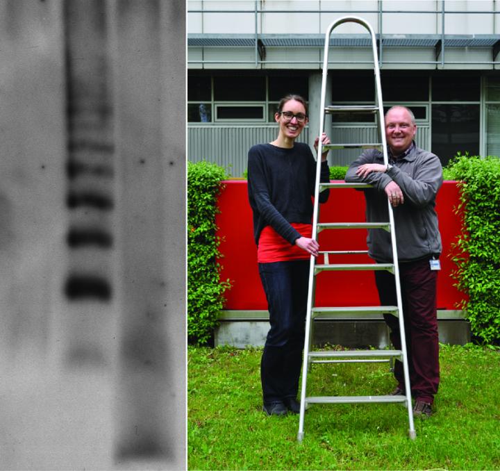 Mitochondrial Scaffold Structure