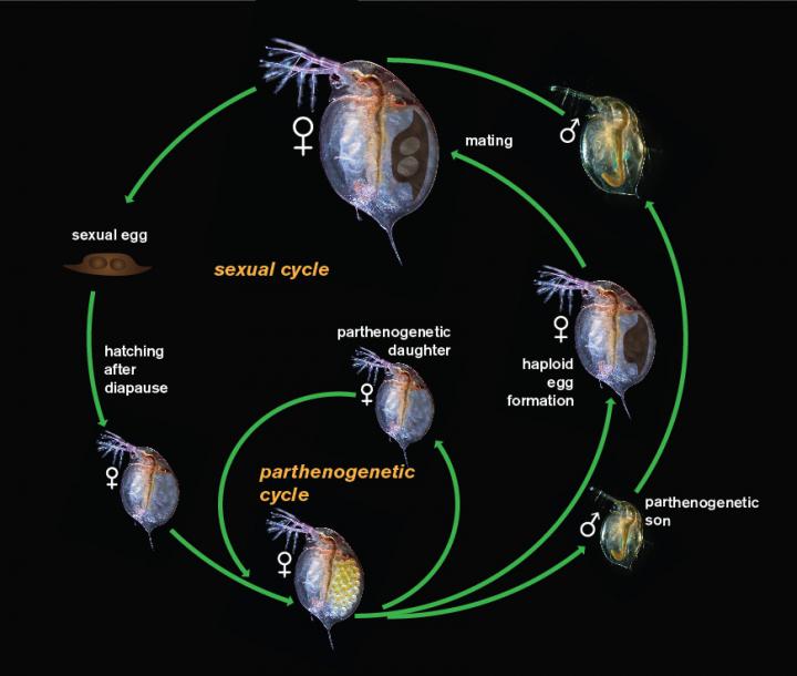 Sex, lies and crustaceans: New study highligh | EurekAlert!