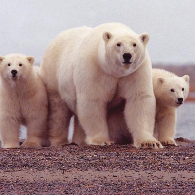 Ancient DNA from Rare Fossil Reveals that Polar Bears Evolved Recently and Adapted Quickly (2 of 2)