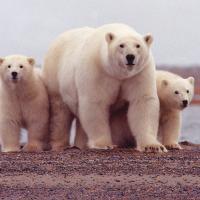 Ancient DNA from Rare Fossil Reveals that Polar Bears Evolved Recently and Adapted Quickly (2 of 2)