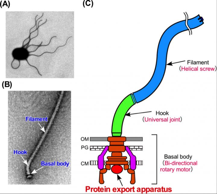 Figure 1 The Bacterial Flagellum