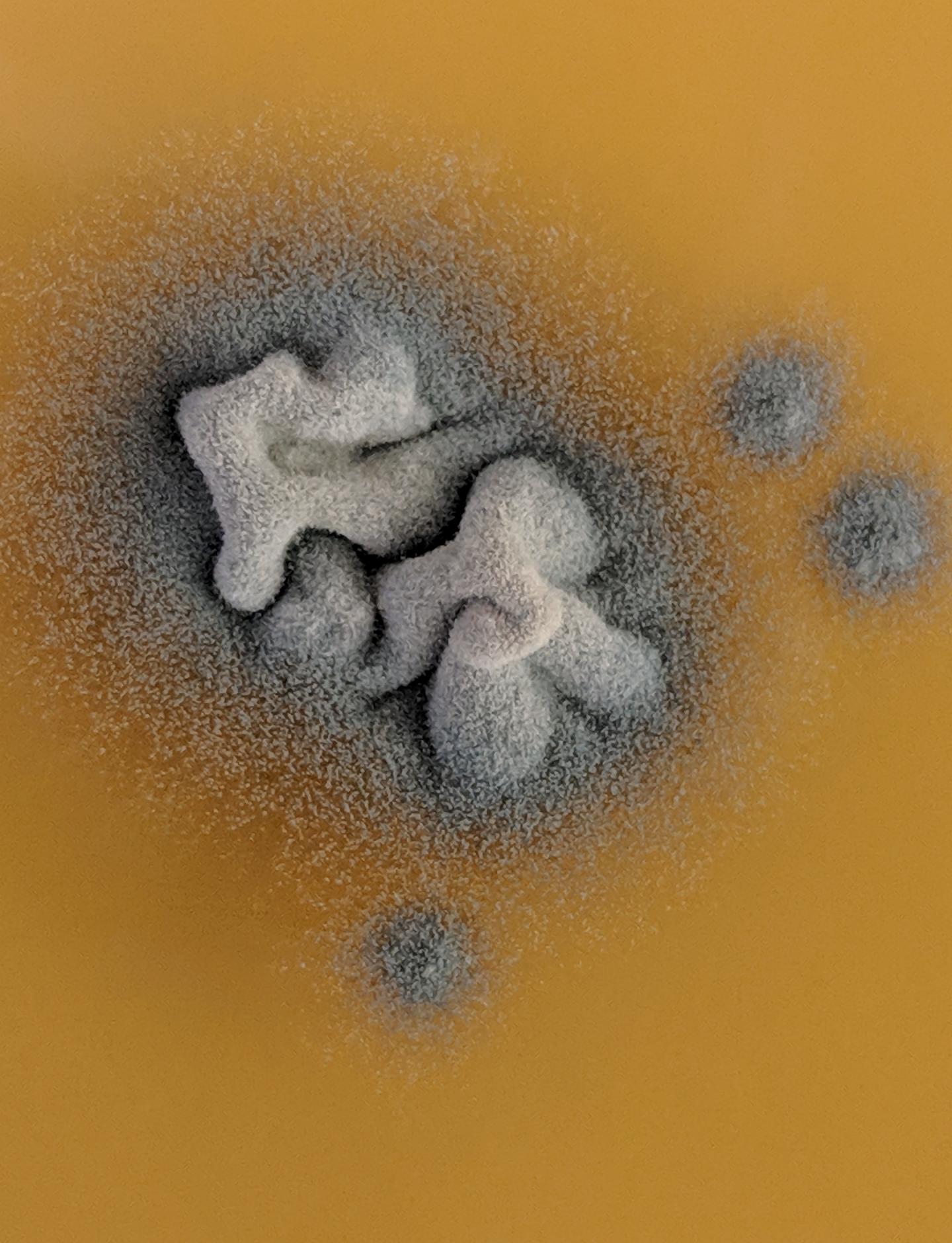 <em>Aspergillus fumigatus</em>